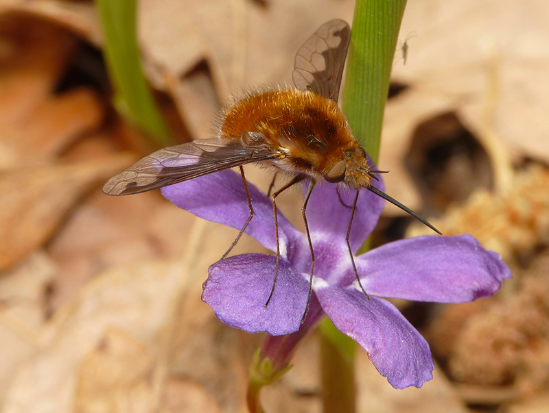 Bombyliidae: Bombylius (Bombylius) major